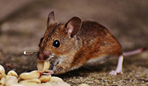 24 Hour & Emergency Exterminators in Columbus, NE